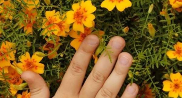 Pravidla pro použití měsíčků jako zeleného hnojení a jak je takové hnojivo užitečné